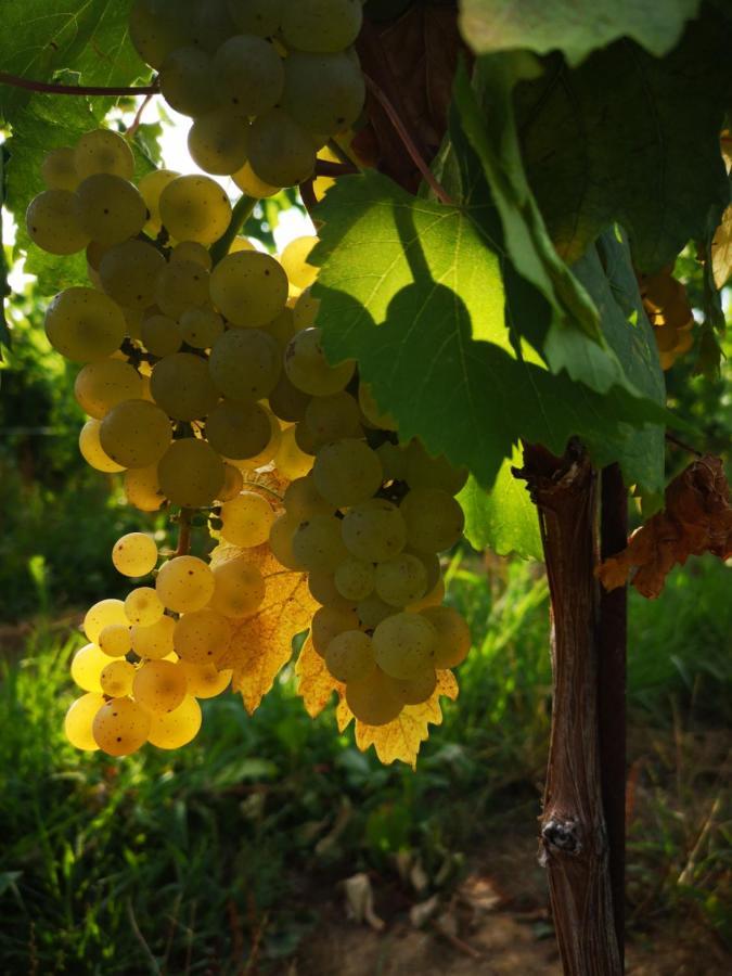 Pizzulin - Wine & Living Villa Prepotto  Buitenkant foto